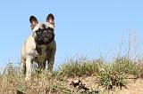 BOULEDOGUE FRANCAIS 501